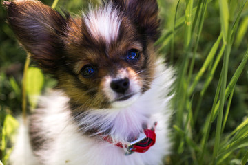 cute papillon dog