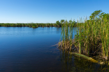 USA, Florida, Silent water of everglades swamp river between green sawgrass