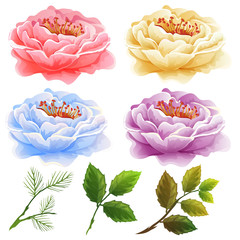 four beautiful flower with leaves collection