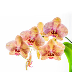 Fototapeta na wymiar Gelbe Phalaenopsis Orchidee isoliert vor weißem Hintergrund