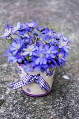 blue forest flowers in a small decorative vase with ribbon.Spring flowers