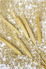 Sprig of barley among barley grains. White background. Top view.