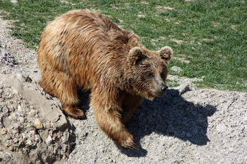 Walking Bear