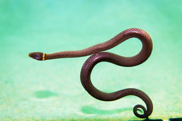 Ringneck Snake in the water, snake with yellow ring around neck on the turquoise water background 