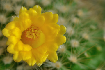 A Beautiful Yellow Cactus Flower