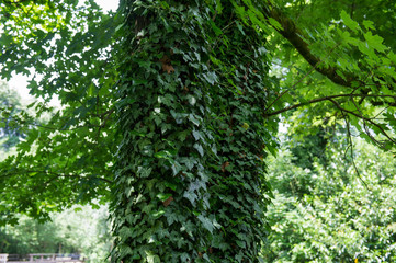 trees in the park are covered with lianas. Summer Park in the city.