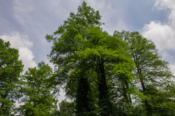 Obraz premium trees in the park are covered with lianas. Summer Park in the city.