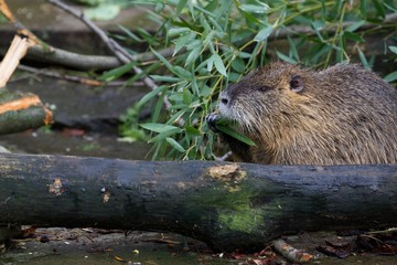 Nutria