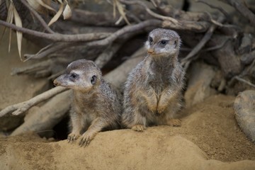 Erdmännchen