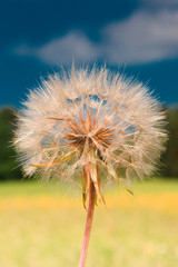 Naklejka premium Pusteblume