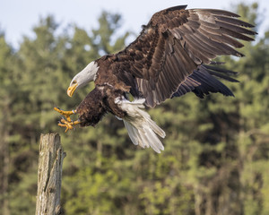 Bald Eagle Juvenile