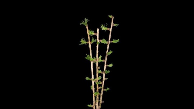Time-lapse of growing larch tree branch 1a1 in PNG+ format with ALPHA transparency channel isolated on black background.
