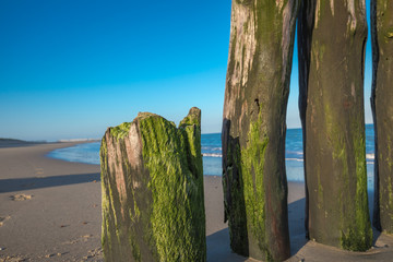 Wooden Pole With Algae Pattern At Lonesome Beach - Wave Breaker