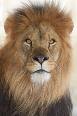 Naklejka na ściany i meble Lion (Panthera leo)
