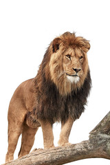 Lion (Panthera leo)