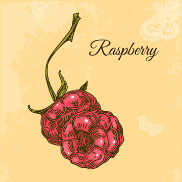 Vintage card. Two raspberries with stems. Engraving style. Vector illustration.