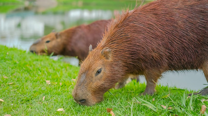 Fototapeta premium Capybaras 
