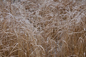 Frosty straw 1