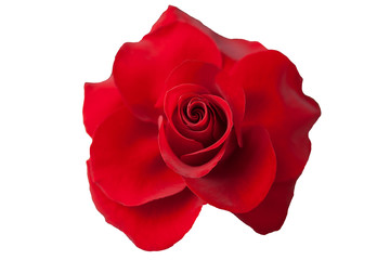 flower of a red rose on white background