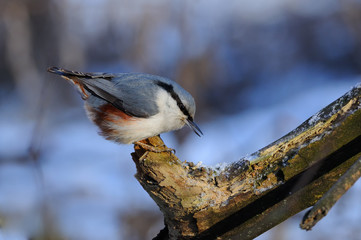 The Eurasian nuthatch or wood nuthatch (Sitta europaea) in the rays of the rising sun (sitting on the branch with blue background)..
