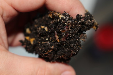 vermicompost in hand 