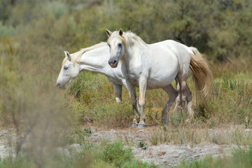 Obraz na płótnie Canvas White horse from Camargue national park, France