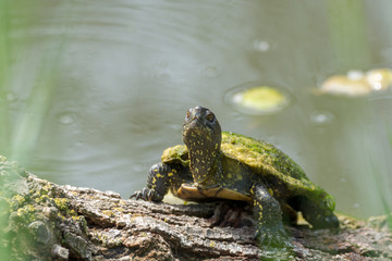 Green water turtle enjoing sunbath close up