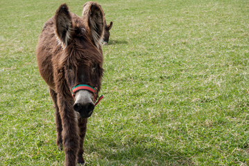 Burro lanudo acercándose en pasto verde