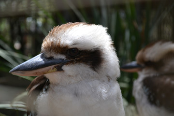 Australian Wildlife