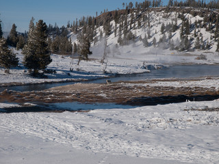 Yellowstone at -20 Wolf in Winter 8741
