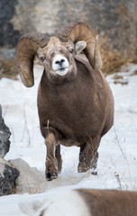 Bighorn Sheep in Canada