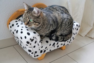 Katze sitzt auf einem Dalmatiner Sofa 