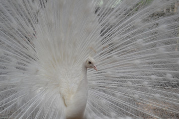 Australian Wildlife