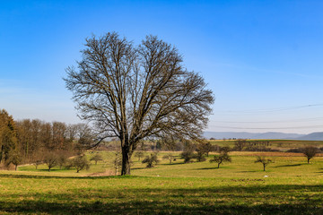 großer alter Birnenbaum auf einer Streuobstwiese