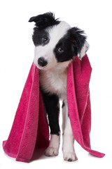 Fototapeta premium Welpe mit Handtuch isoliert auf Weiß