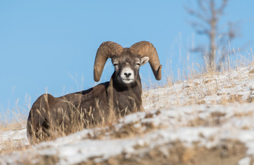 Bighorn Sheep in Canada