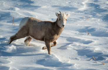 Obraz premium Bighorn Sheep in Canada