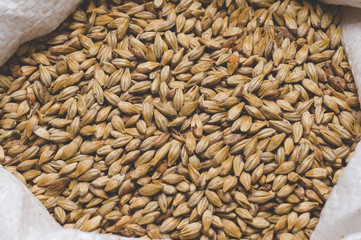 Caramel malt in a bag. Craft beer brewing from grain barley pale malt in process. Ale or lager from pilsner malt.