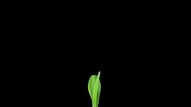 Time-lapse of growing maize vegetable 2a1 in PNG+ format with ALPHA transparency channel isolated on black background

