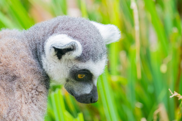A photo in a vertical composition of a ringtailed lemur climbing a tree