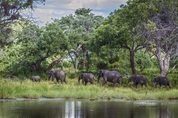 Naklejka premium African bush elephant in Mapungubwe National park, South Africa