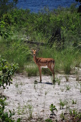 Impala in the african bush. Namibia