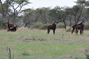 Naklejka na ściany i meble Sable antelope in the african bush. Namibia