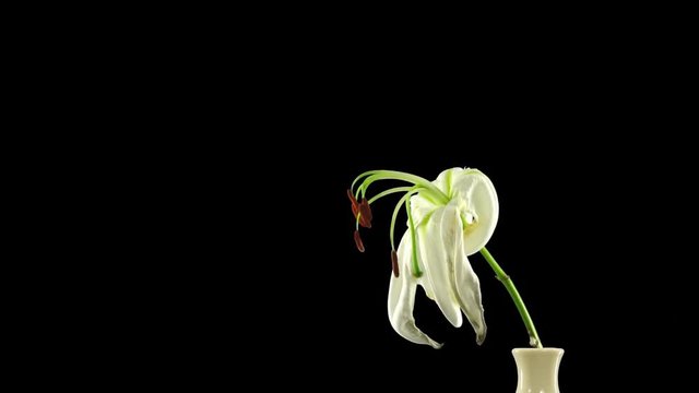 Time-lapse of dying white lily 8x3 in RGB + ALPHA matte format isolated on black background
