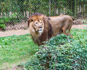 Lion at the zoo.
