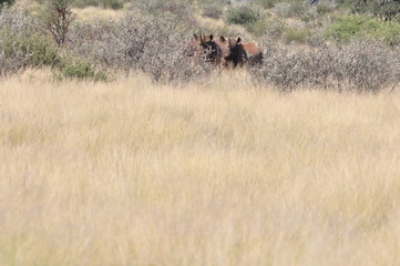 Obraz na płótnie Canvas A family of rhinos in the african bush. Namibia