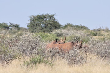 Fototapeta premium A family of rhinos in the african bush. Namibia