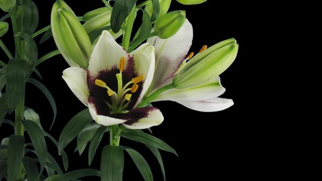 Time-lapse of opening bi-color Asiatic lily Tiny Padhye 2x1 in PNG+ format with ALPHA transparency channel isolated on black background
