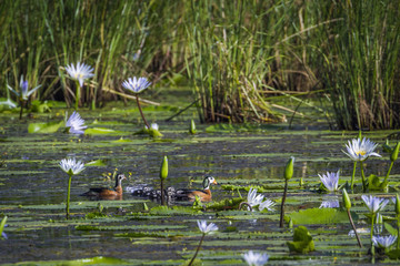African Pygmy-goose in Mapungubwe National park, South Africa