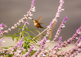 Feeding Hummingbird